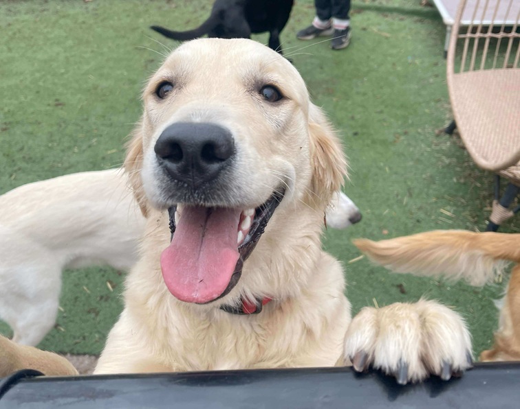 dog-daycare-burlington-goldie dog daycare burlington golden retriever