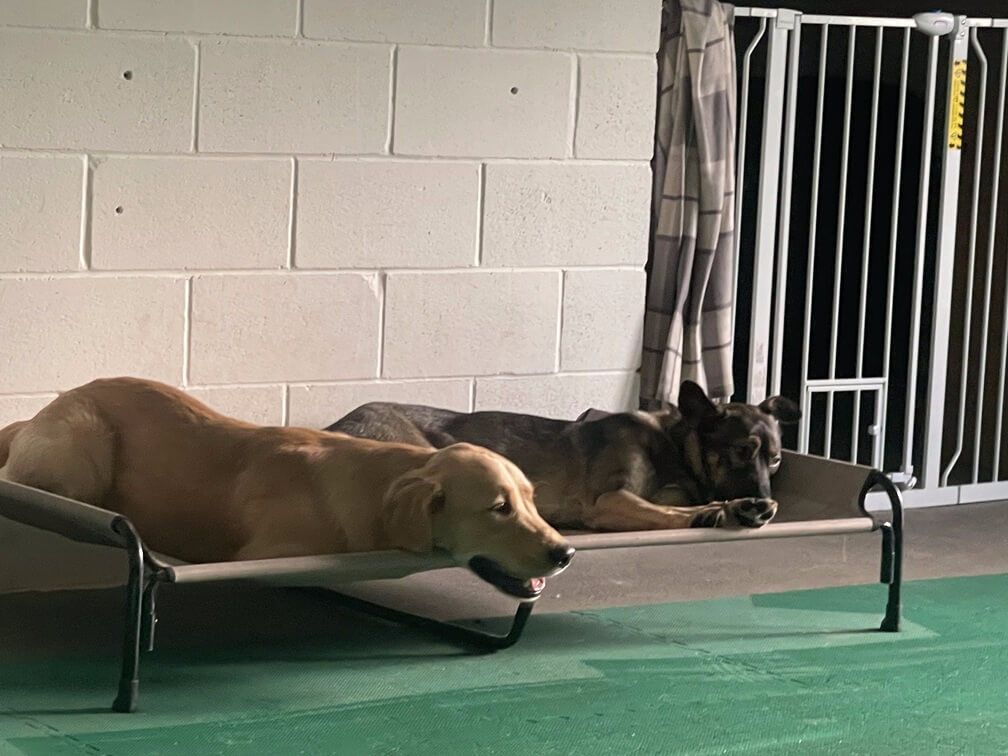 dogs-on-beds dogs-on-beds