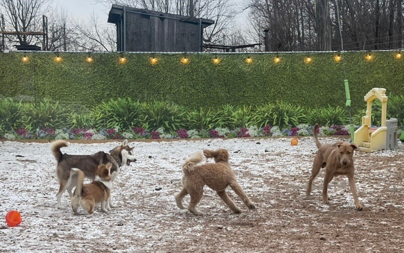 dogs-playing-outside dogs playing outside
