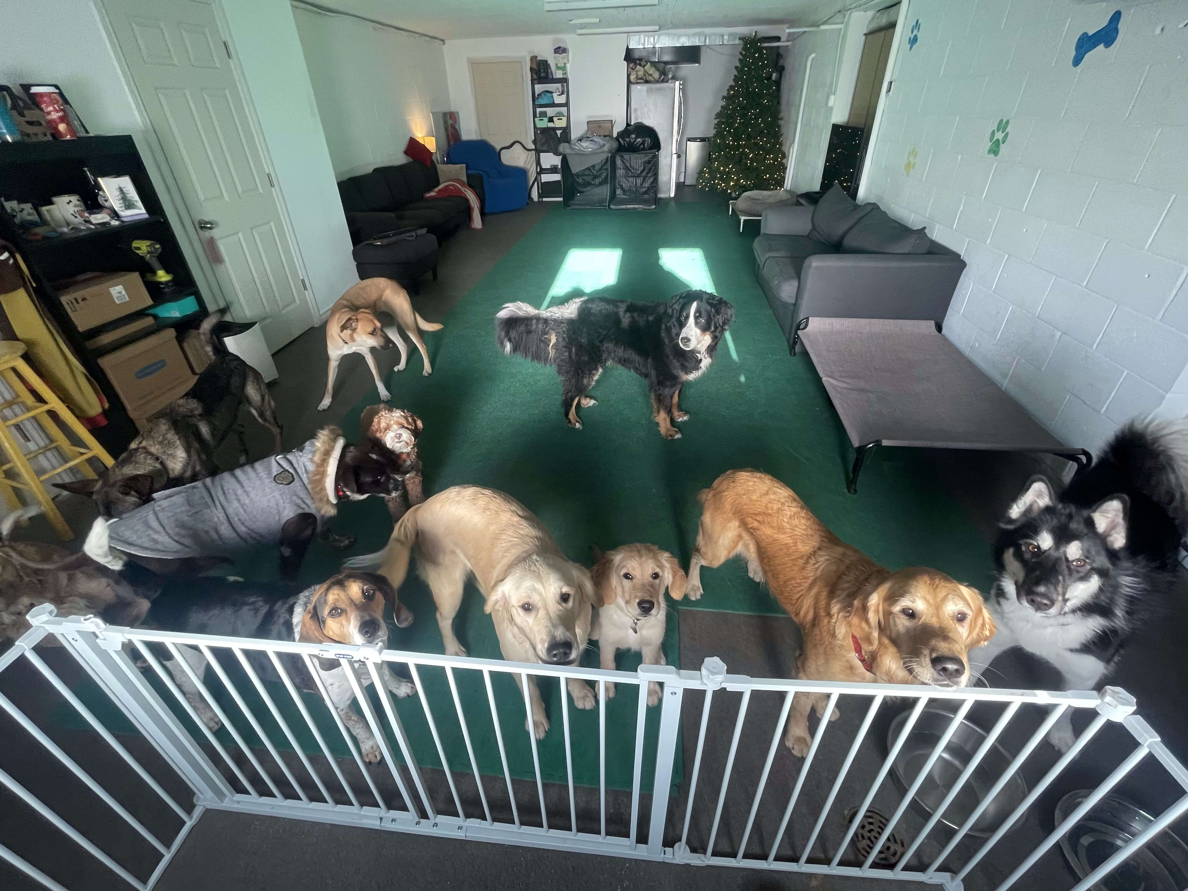 playday-inside-main-room Playday Pups Inside Main Room
