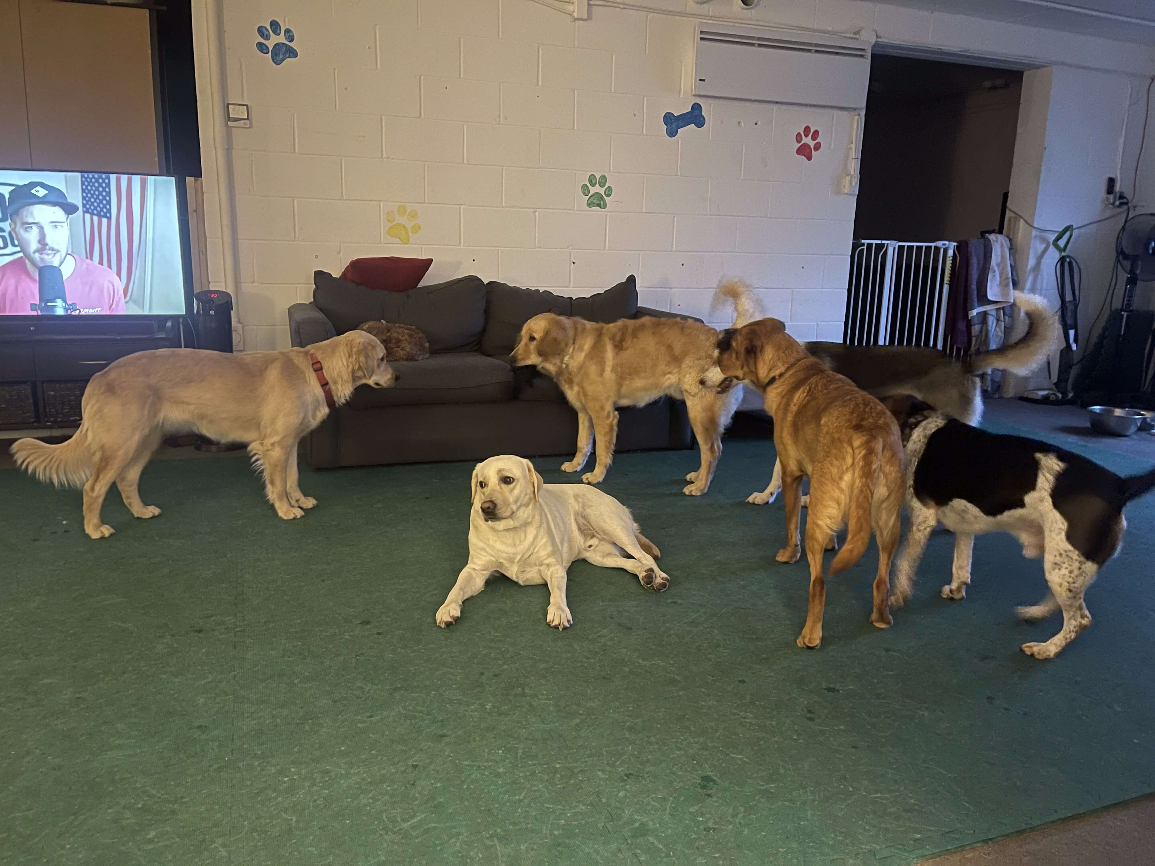 playday-pups-dogs-inside Playday Pups Dogs Inside