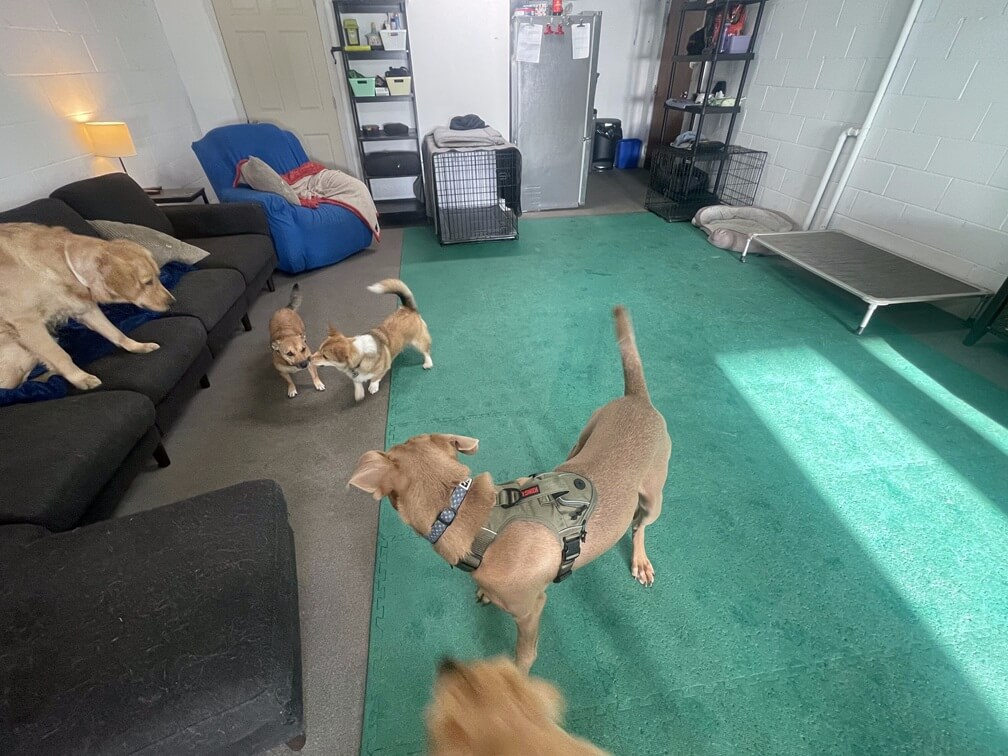 playday-pups-inside-couch Playday Pups Inside Couch