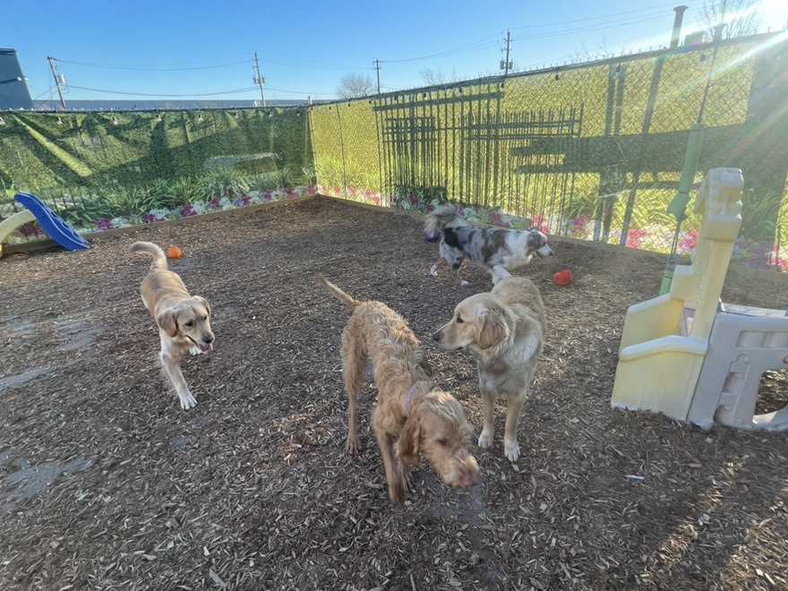 burlington-dog-daycare Burlington Dog Daycare