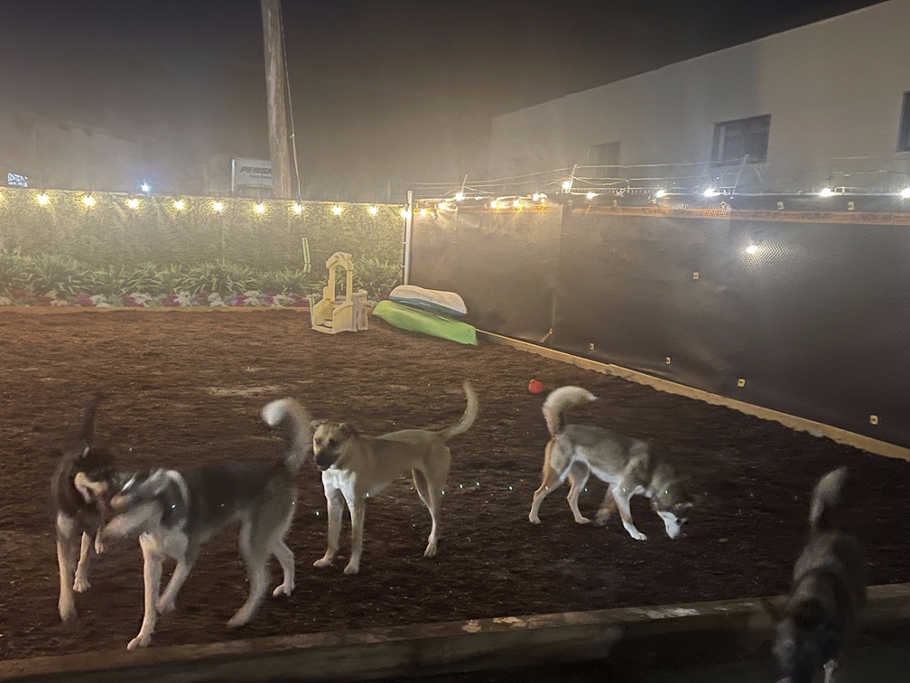dogs-playing-at-night dogs-playing-at-night