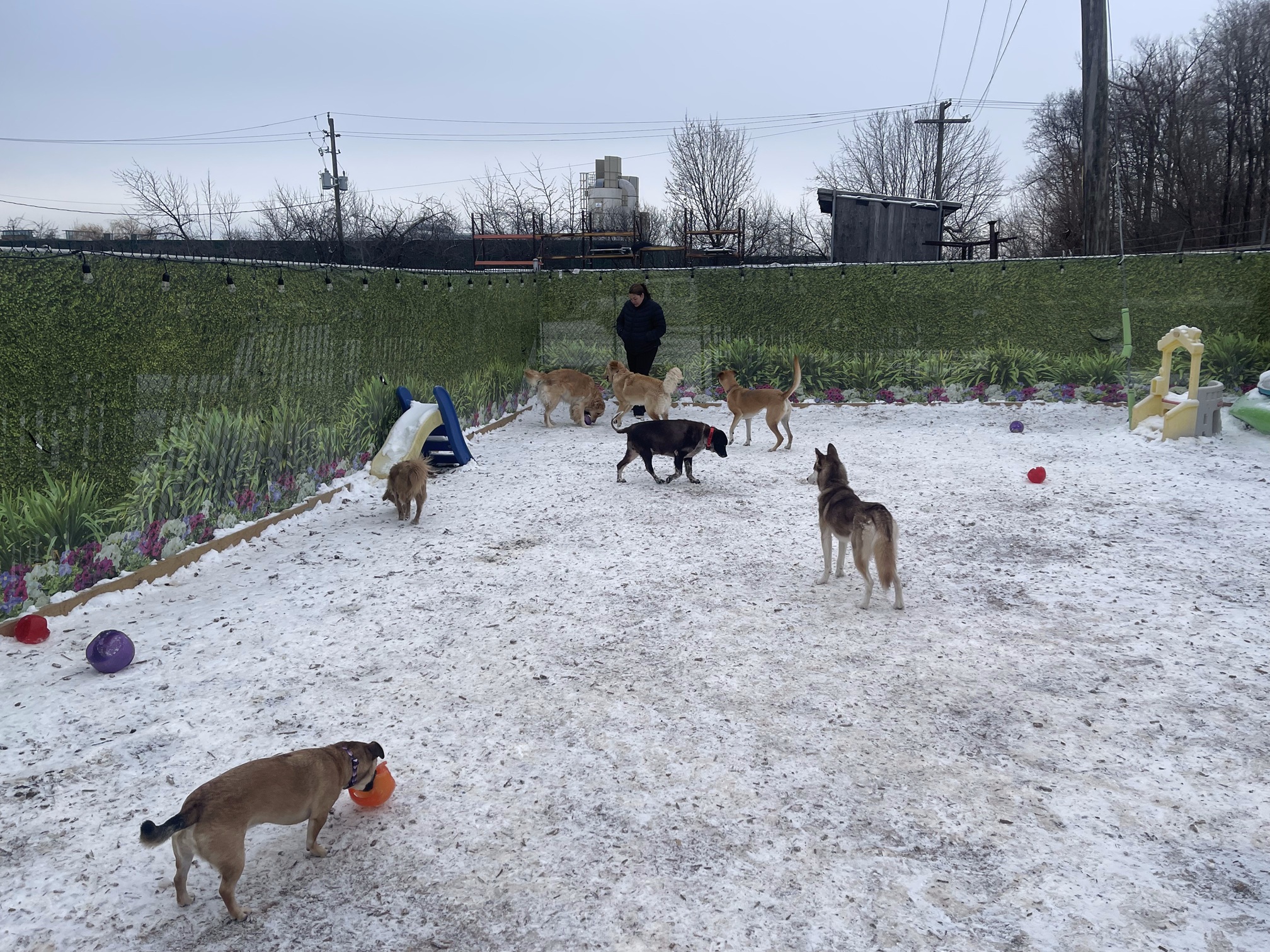 dogs-playing-in-snow dogs-playing-in-snow