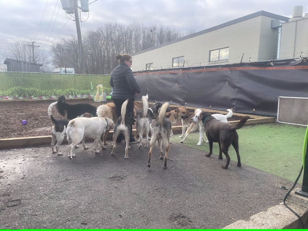 playday-pups-lots-of-dogs playday-pups-lots-of-dogs