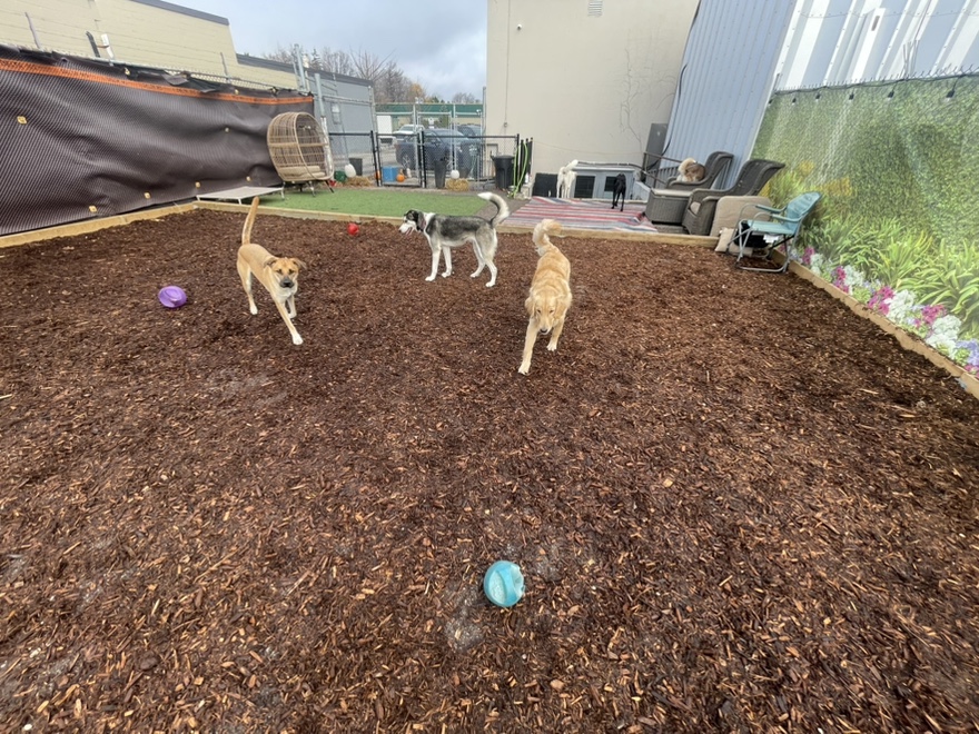 playdaypups-dog-daycare-and-boarding (37) playday pups dog daycare and boarding in burlington
