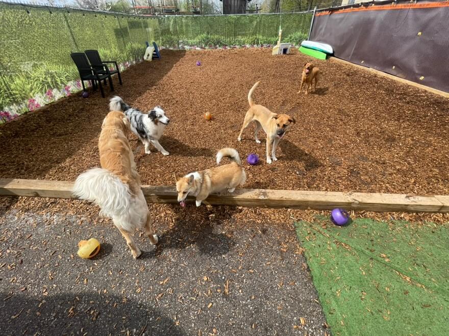 daycare-dogs-meeting daycare-dogs-meeting