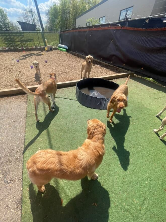 dogs-outside dogs-outside