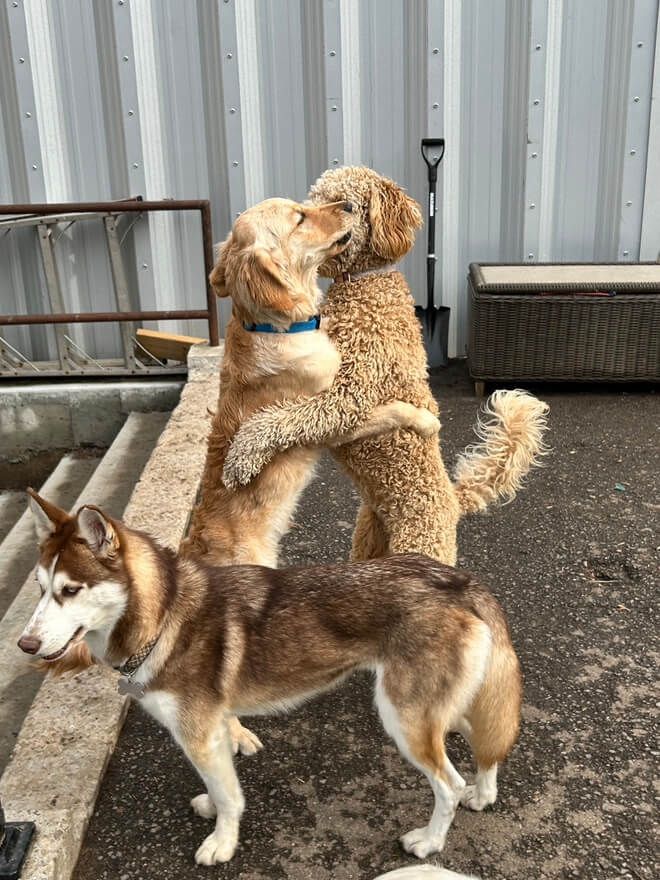 friendly-dogs-meeting friendly dogs meeting