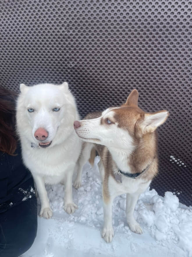 huskies-at-playdaypups huskies at playday pups
